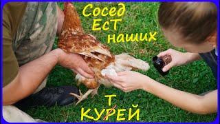 ЗАИМКА НА УРАЛЕ сосед ест наших курей