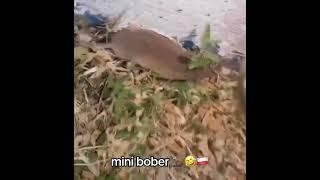 Mini Bober! #shorts #poland #bober #kurwa #freddyfazbear #polish #funny #memes #viral #popular