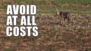 Beginner Coyote Hunting Mistakes | Part One