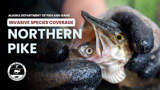 How Invasive Northern Pike Impact Native Fish Populations