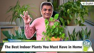 The Best Indoor Plants You Must Have in Home | ISH News