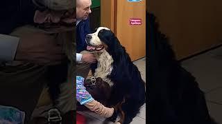 Полное видео уже на канале #юмор #собака #куплинов #озвучивание #животные #милота