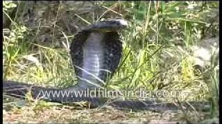 Giant Cobra in India