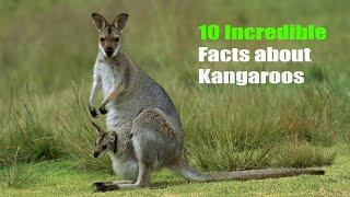 10 Incredible Facts About Kangaroos