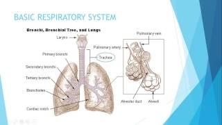 IGCSE BIOLOGY REVISION - [Syllabus 11] Gas Exchange In Humans