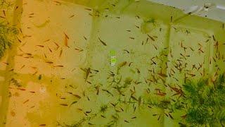low cost farm fridge box guppy tank