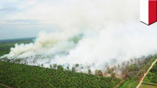 Killer smog PM 2.5: Indonesian forest fire haze may have killed 100,000 people - TomoNews