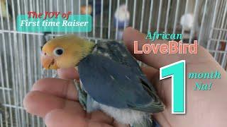 African LOVEBIRDS (Xamy's Pet) Beginners Video Diary