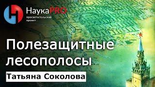 Полезащитные лесополосы: история, значение, современное состояние – Татьяна Соколова | Научпоп