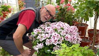 Cutting Back Large Pelargoniums  and Shaping