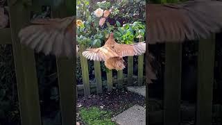 Chicken jumping and flapping to catch a flower to eat