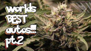 WORLD CHAMPION AUTOS, THE BEST OF 2025 Ep 2 - Seed to Harvest How to Grow Weed #SpiderFarmerSE5000