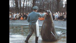 Berlin (West Berlin) zoo 1972 archive footage