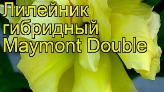 Лилейник гибридный Maymont Double. Краткий обзор, описание характеристик, где купить саженцы