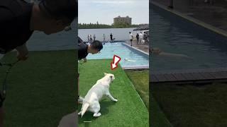 unbelievable this dog first time in swimming POOL #shortsvideo