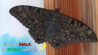 Las mariposas negras no son de mala suerte, que una llegue a tu casa tiene un hermoso significado