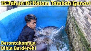 MAKIN TUA & BESAR! INI WUJUD GURAME SUPER BABON SAAT KOLAM JERNIH