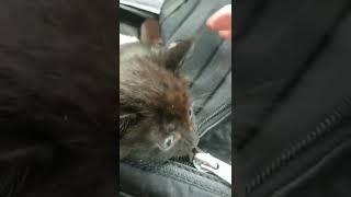 NEW INTAKE  Driving 6-week-old Panther back to CCKC for flea extraction and ringworm treatment. 