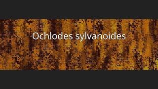 Ochlodes sylvanoides