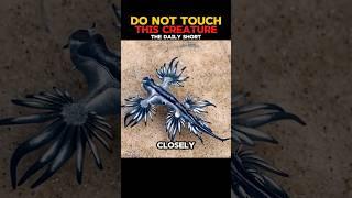 DO NOT Touch This Creature!! - The Blue Sea Dragon - Glaucus Atlanticus