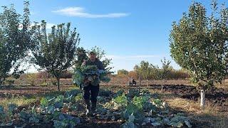 Они меня ждут. Поросята подросли.