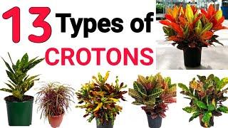 Top 13 Different Types of Crotons in India  || Pooja's Garden