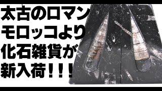 3億年以上かけて完成！太古のロマン化石雑貨