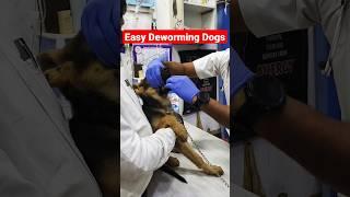 Dog  Deworming Medicine  Easy way  #shorts #drrahulpetscare #dog #petdoctor #pethealth