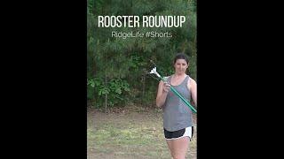 Rooster Roundup | RidgeLife #Shorts