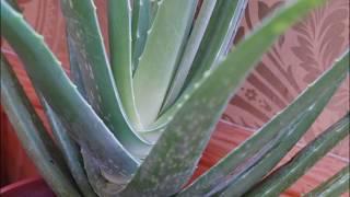 Aloe Vera Plicatilis Plant fan shaped Houseplant