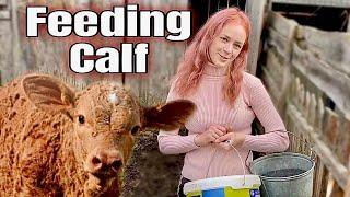 Secrets to Raising a Happy and Healthy Calf: Nutritious Feeding and Homemade Recipes!