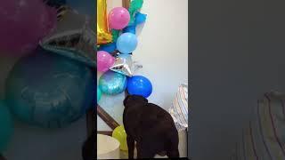 My dogs reaction to his first birthday party  #shorts #chocolatelabrador #dogbirthday