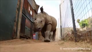 Dinner time at Care for Wild Rhino Sanctuary