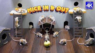 Cat TV games for cats to watch: Ultimate Mice Hide & Seek - 8 Hours of Entertainment - 4K UHD 60FPS