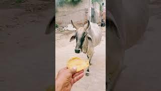 Jai Gaiya Rani #cow #shortsfeed #gaumata #shortvideo #gauseva #ytshorts #cowvideos #shorts #cowvideo