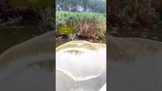 Net Fishing live caught #fishing #carp #trending #carpe_#karp_#boilie__#carp_#carpfishing_#fishing_#