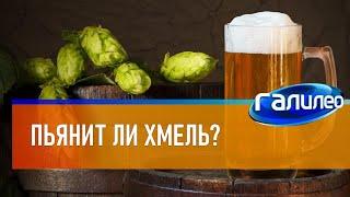 Галилео  Пьянит ли хмель?