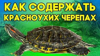 Красноухая черепаха - уход и содержание. Как ухаживать за красноухой черепахой