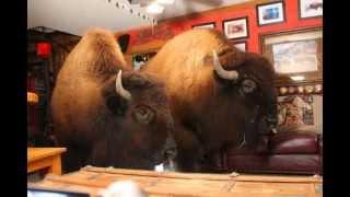 give me a home where the buffalo roam