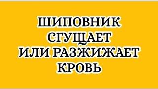 Шиповник сгущает или разжижает кровь