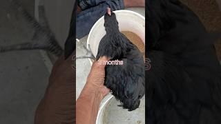 Black hydrabadi#birds #मुर्गी #aseelhydrabadi