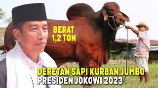 50 TON SAPI UNTUK INDONESIA.? Inilah 5 Sapi Kurban Termahal & Terbesar Jokowi Idul Adha Tahun 2023