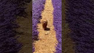 Груша на лавандовых полях