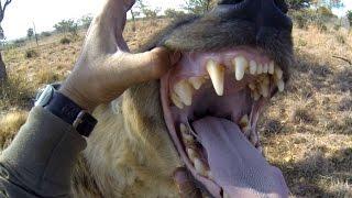 Hyenas Are CRAZY! | The Lion Whisperer