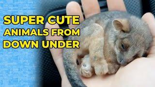 Top 10 Cutest Australian Animals