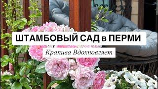 ШТАМБОВЫЙ САД в ПЕРМИ | рубрика «Крапива Вдохновляет» 