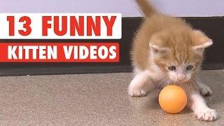 13 Funny Kittens Video Compilation 2016