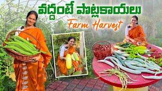 Farm Harvest/ పుణా దేశి కీర దోసకాయలు  మళ్లీ మొదలయ్యాయి  @MADGARDENER