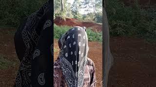 33 shy boy