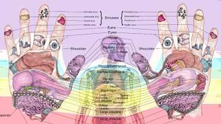 Balancingtouch's Reflexology Hand Chart